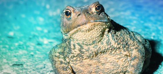 Zwierzęta, które mogą nas odurzyć