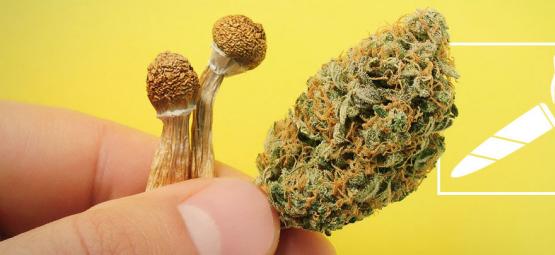 Czy warto rozważyć palenie grzybów halucynogennych?