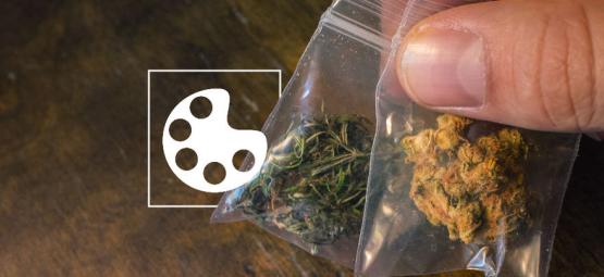 Różne kolory konopi i co one oznaczają