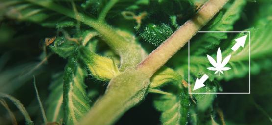 How to avoid stretched cannabis plants