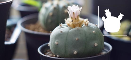 Lophophora decipiens: szybciej rosnący pejotl