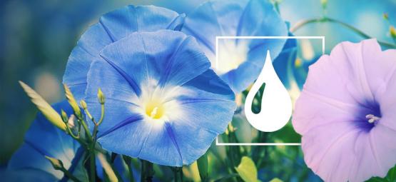 Jak ekstrahować LSA z nasion powoju i nasion Hawaiian Baby Woodrose