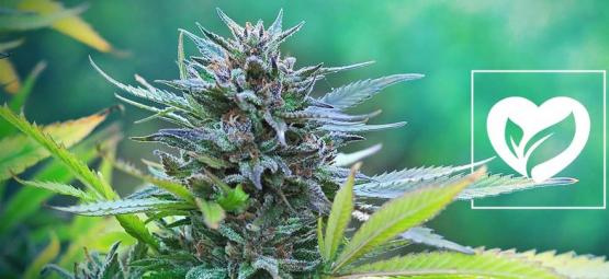 Czy marihuana jest wegańska?