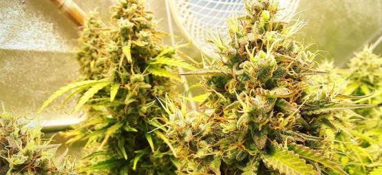 Czy zjawisko foxtailingu u konopi jest czymś złym?