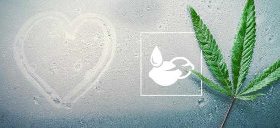 Najlepsze nasiona konopi do klimatu tropikalnego