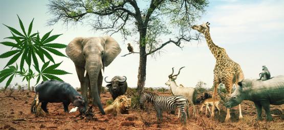 Wyrusz na safari z tymi 5 odmianami konopi inspirowanymi afrykańską wielką piątką