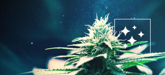 Pochodzenie odmiany Northern Lights i top 3 najlepsze szczepy Northern Lights Cannabis seeds