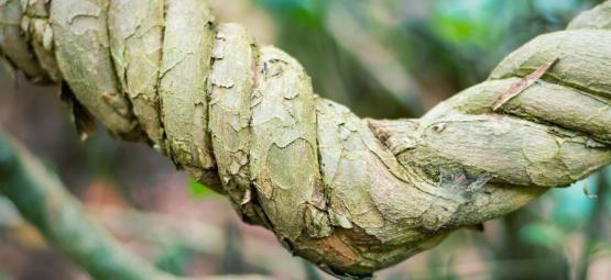 Czym jest afrykański korzeń snów i jak go przygotować?