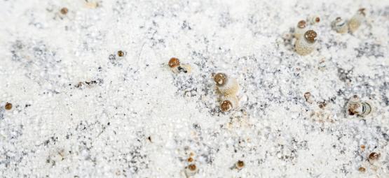 Czym jest grzybnia w uprawie grzybów halucynogennych