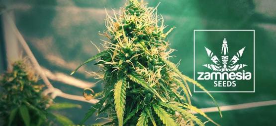 Nowa odmiana Zamnesia: Girl Scout Cookies