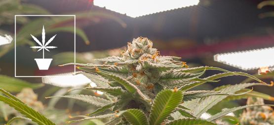 Najlepsze nasiona konopi do uprawy indoor