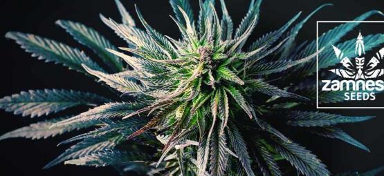 Nowa odmiana Zamnesia: Banana