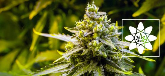 Czym jest efekt świty?