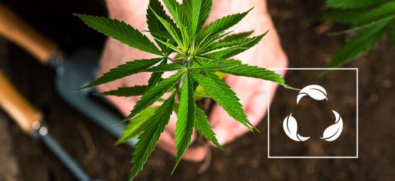 Czym jest recyklingowana organiczna żywa gleba (ROLS)