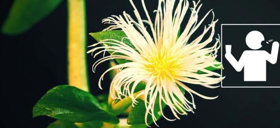 Jaki jest najlepszy sposób przyjmowania kanny?