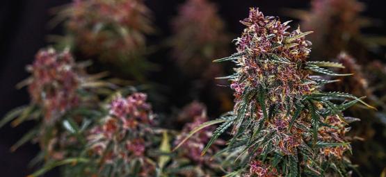 Top 10 najszybciej rosnących odmian konopi w 2025 roku