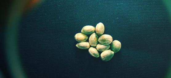 Jak rozpoznać nasiona konopi najwyższej jakości