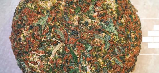 Czym jest marihuana prasowana (brick weed)?