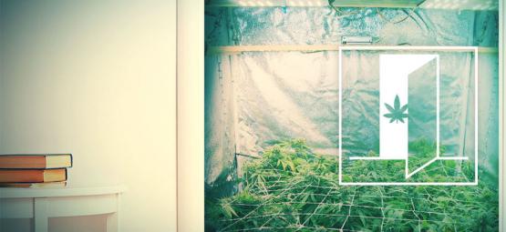 Jak uprawiać konopie w szafie