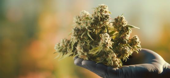 5 super lepkich odmian konopi