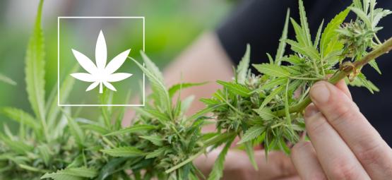 6 odmian konopi z zawartością THC na poziomie 1% lub niższym