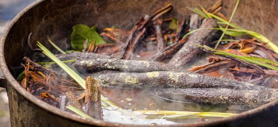 Mity i fakty na temat ayahuaski: jak oddzielić prawdę od fikcji