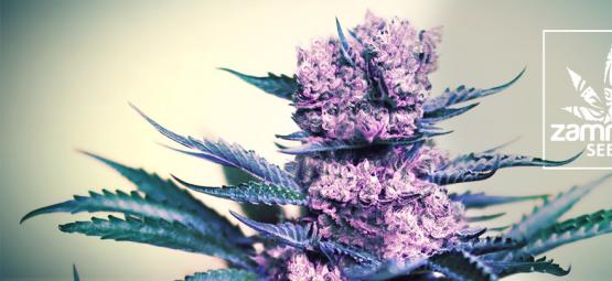 Nowa odmiana Zamnesia: Kalini Asia