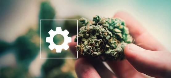 Sticky Beast Automat od Zamnesia Seeds: Recenzja po zbiorach