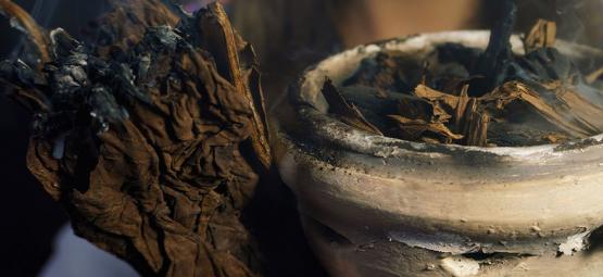 7 świętych roślin z całego świata