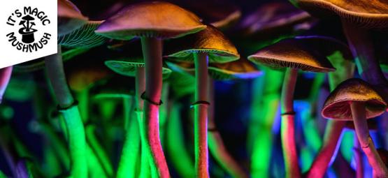 Recenzja zestawu uprawowego Zamnesia Grow Kit Treasure Coast