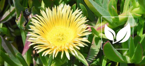 Top 3 najmocniejsze produkty z kanną