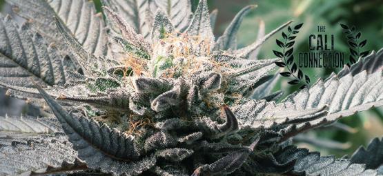 Złota linia od Cali Connection