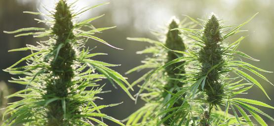 Top 10 odpornych na pleśń odmian nasion konopi