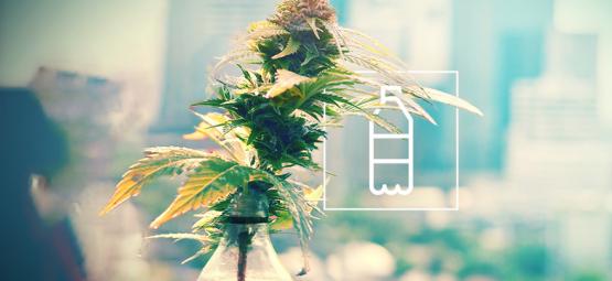 Jak zbudować prosty system hydroponiczny z butelki po napoju gazowanym