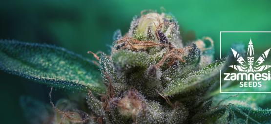 Nowa odmiana Zamnesii: Auto Purple CousKush