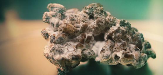 Czy można bezpiecznie jeść trufle psylocybinowe każdego dnia?