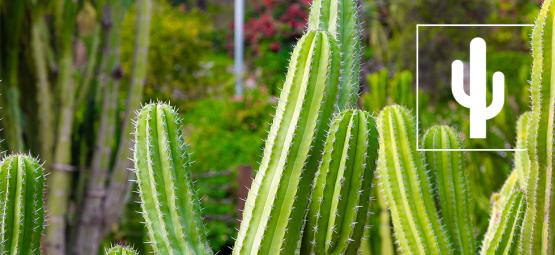 Top 5 najczęstszych błędów w pielęgnacji kaktusów i jak je naprawić