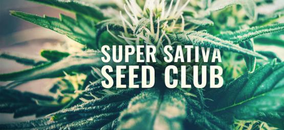 Super Sativa Seed Club wraca na scenę!