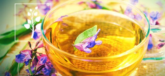 Jak przygotować herbatę z Salvia divinorum