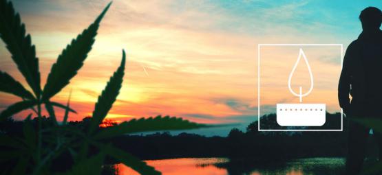 Wspomnienie pioniera konopi, Nevila Schoenmakersa