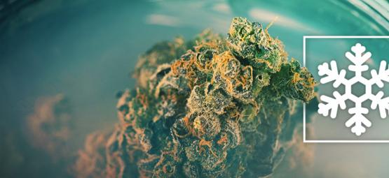 Mrozić czy nie mrozić suszu konopnego?