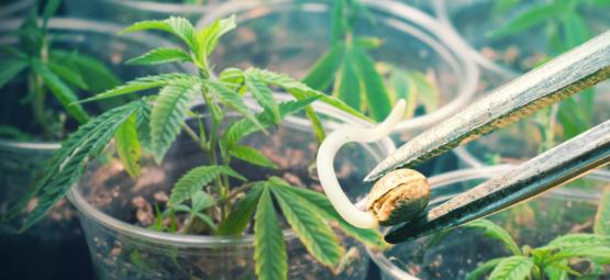 Nasiona czy klony: ostateczny przewodnik po zaletach i wadach