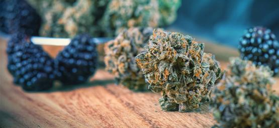 Jak wzbogacić smak marihuany przed zbiorem i po zbiorach
