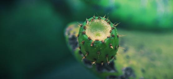 Jak rozmnażać kaktusy z sadzonek