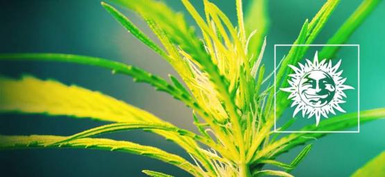 Dr. Grinspoon: Czysta sativa o naprawdę mocnym działaniu