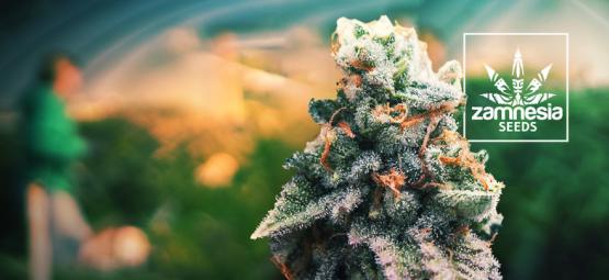 Gelato: czy można chcieć czegoś więcej?