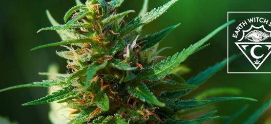 Earth Witch Seeds: Organiczne i wegańskie