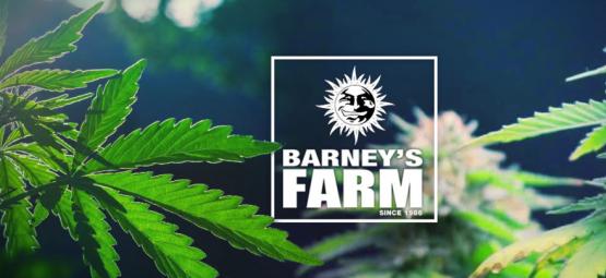Najlepsze odmiany konopi od Barney's Farm