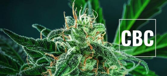 Czym jest CBC i dlaczego ma znaczenie?