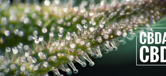 Czym jest CBDA i czym różni się od CBD?